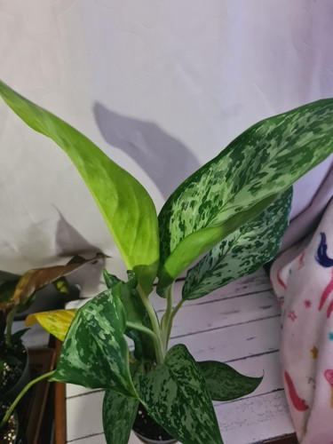 Aglaonema peacock variegated - aglaonema,
