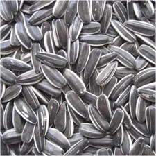 Premium striped sunflower - premium,