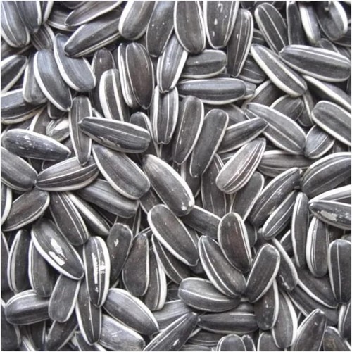 Premium striped sunflower - striped,