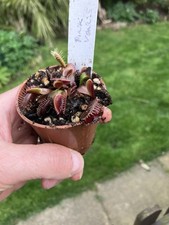Venus Fly Trap, Dionaea