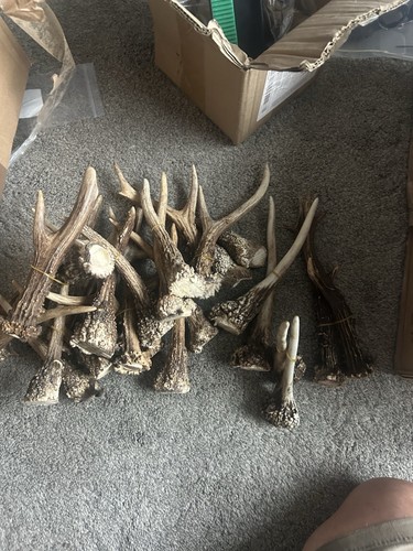 Stag horn antler - horn, pairs