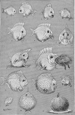 Antique c1893 A Very Fishy Story by Louis Wain Illustration Engraved Art Print