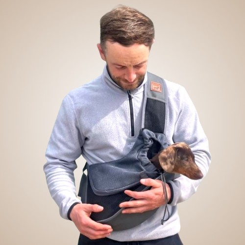Sausage dog box - dog, dachshund