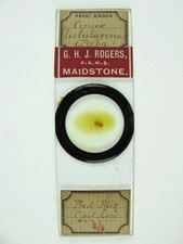 Antique microscope slide by Fred Enock. Cimex lectularius (Pupa). Bed Bug.