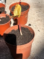 Ricinus - ricinus, (castor