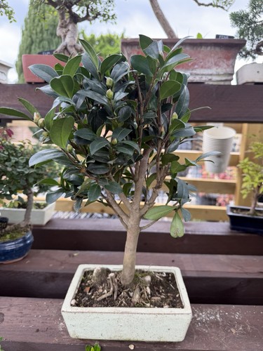 Camellia bonsai - camellia,