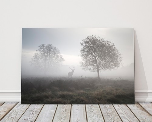 Deer stag the - the, autumn