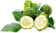 Thai Lime Kaffir Tree Kieffers