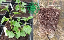 German Lager Hop Plant - Hersbrucker, Hallertau - all female -UK Plant Passports