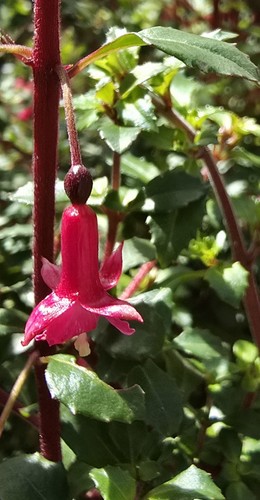 Fuchsia microphylla 9cm - microphylla, in