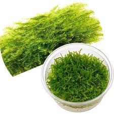 ADA Vesicularia montagnei (Christmas moss)