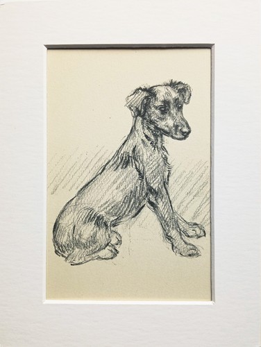 Mongrel puppy dog vintage