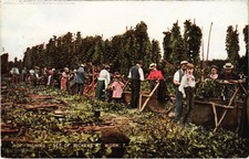 PC KENT HOP PICKING PICKERS AT