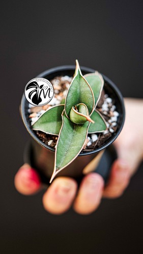 Sansevieria almond silver - sansevieria,