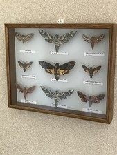 Stunning collection of hawk