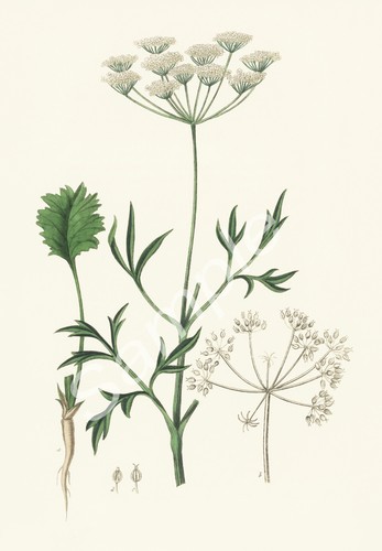1836 herb medicinal plant - 1836,