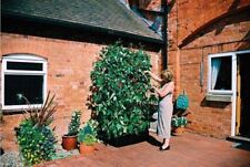 Raised Mini Grow Bed And