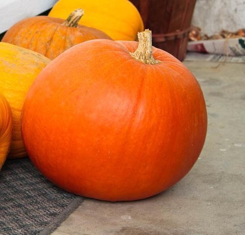 Pumpkin big max - big, 35