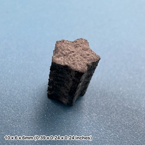 Jurassic crinoid star - crinoid,