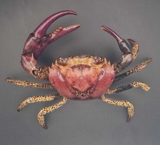 Freshwater Crab Taxidermy -
