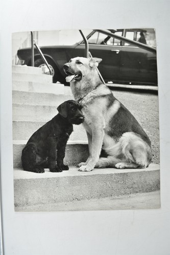 Police dogs spitz sabre giant - spitz,