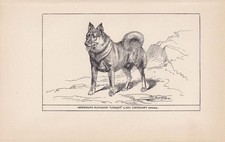 1900 NORWEGIAN ELKHOUND DOG
