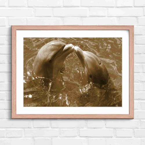 Cute dolphins kissing - cute, in