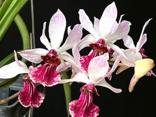 Rare Holcoglossum kimballianum x Rhy gigantea orchid plant  FS , not in bloom