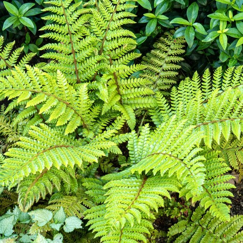 Polystichum polyblepharum - polystichum,