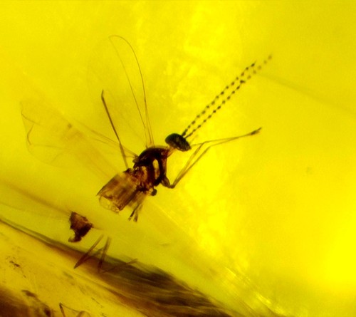 Beautiful mosquito inclusion - beautiful,