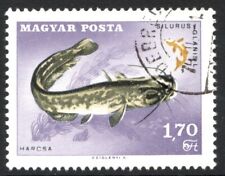 Wels catfish (Silurus glanis)