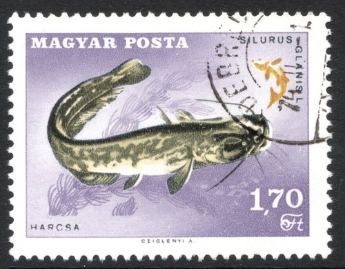 Wels catfish - , (silurus