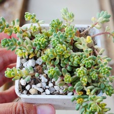 Sedum Golden Rice Variegated