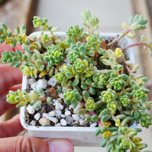 Sedum golden rice variegated - rice,