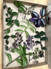 Unrooted 10 surprise box Tradescantia / Callisia cuttings 5cm+ 