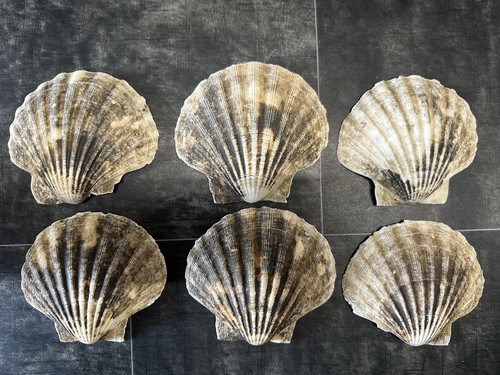 Large deep scallop shells 10 - deep,