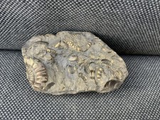 Pyrite Fossil Ammonite