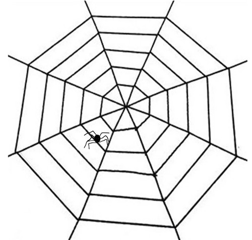 Giant cobweb spider web - spider,
