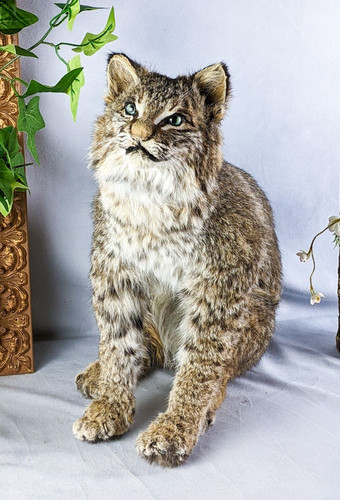 Blue eyed bobcat - bobcat, taxidermy
