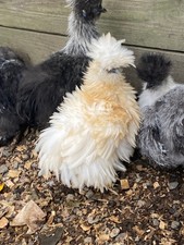 6 Fertile Silkie Chicken