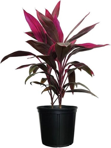 Cordyline red thai plant - red,