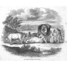 Bullock Wagons of South Africa - Antique Print 1856