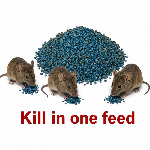 Cut wheat grain mouse rat - wheat,