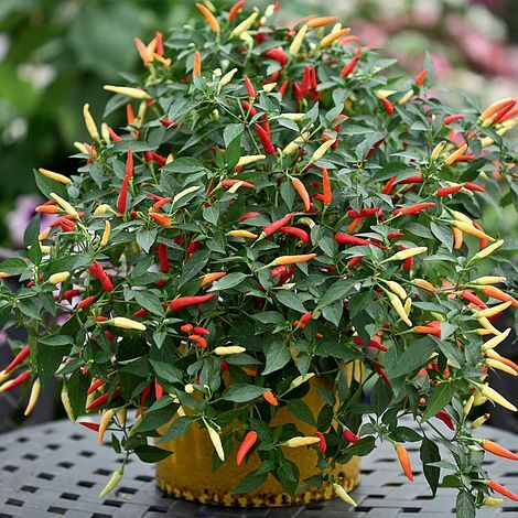 Thompson morgan chilli - thompson,