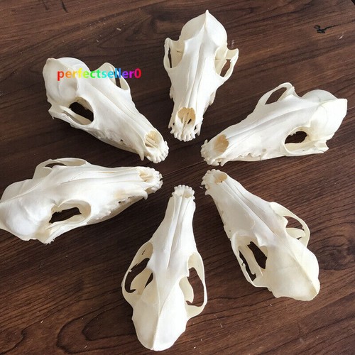 5pcs real fox - skull, taxidermy