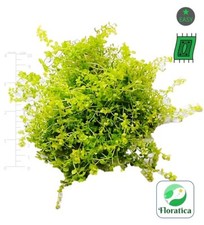 Hemianthus Glomeratus 'Pearl Grass' (10x10cm) Live Aquarium Plants Tropical Fish