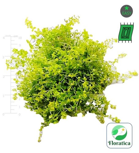 Hemianthus glomeratus pearl - hemianthus,
