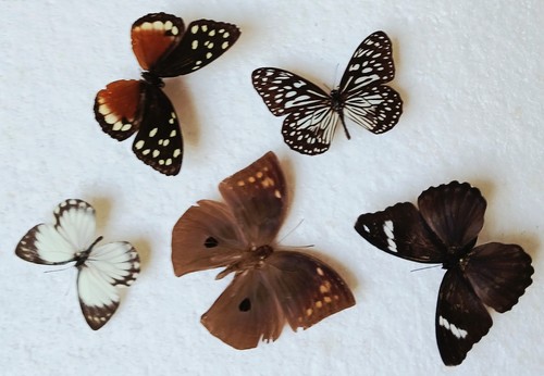 Butterfly collection set x5 - butterfly,