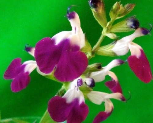 Salvia amethyst lips plant - salvia,