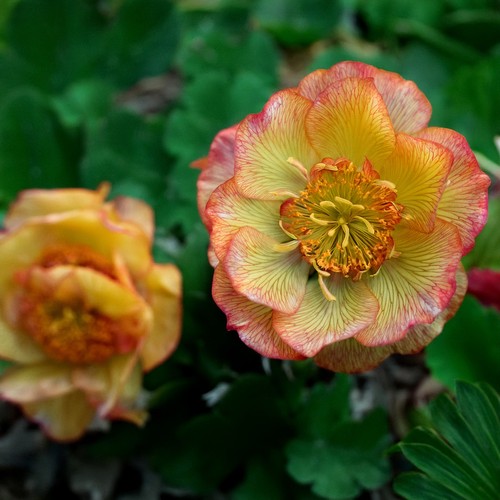 Geum nonna vibrant - geum, orange
